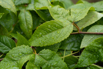 Small water droplets on green leaf in forest