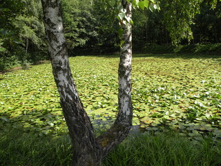 brzoza na tle stawu © Jarosaw