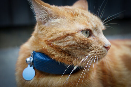 Ginger cat with green eyes wearing a black collar and silver ID tag outdoors. - Powered by Adobe