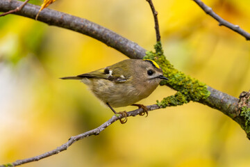 Goldcrest Among Yellow Autumn Leaves