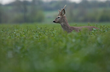 Roe Buck Standing in a Field of Young, Non-Flowering Rapeseed in Spring