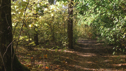Forest path winding through dense autumn woods with trees and shrubs. Yellow, green, and brown tones create a rich seasonal atmosphere.