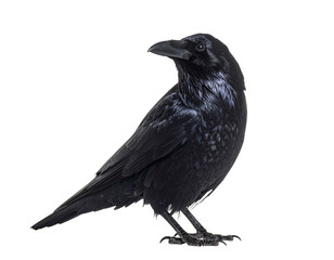 raven on white background