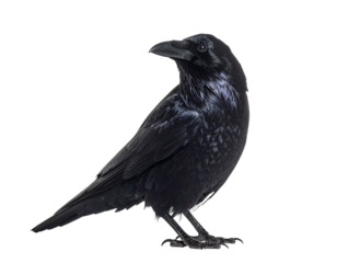 raven on white background