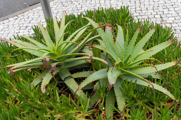 Fototapeta premium Aloe Vera Plant Growing Outdoors in a Garden