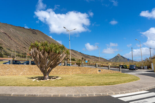 Porto Santo, Madeira, Portugal - 03.24.2025: Dragon Tree (Dracaena draco) in Porto Santo, Madeira, Portugal
