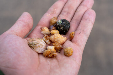 Close-up of a hand holding a collection of small tropical seashells found on the beach