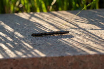 A dark millipede crawls on a sunlit stone surface, crossed by abstract stripes of shadow cast by grass. The scene contrasts the tiny insect with the vast pattern of light and shade