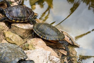 Fototapeta premium Hispaniolan slider (Trachemys decorata) turtles in pond