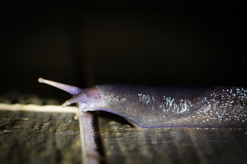 Large bluish slug (Arion) crawling at night, close-up detail, common in the Czech Republic
