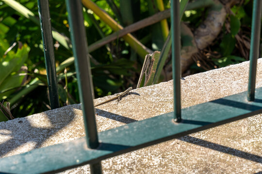 The Madeira Wall Lizards (Teira dugesii) or Madeira lizards on concrete wall