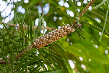 Close-up of a Melaleuca tree branch with seed capsules. Woody fruit pods arranged along the stem surrounded by narrow green leaves in natural sunlight.
