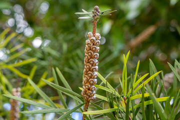 Close-up of a Melaleuca tree branch with seed capsules. Woody fruit pods arranged along the stem...