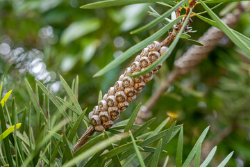 Close-up of a Melaleuca tree branch with seed capsules. Woody fruit pods arranged along the stem...