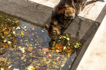Striped domestic cat drinking from concrete pond
