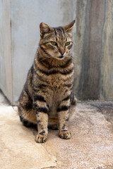 Striped domestic cat standing on concrete