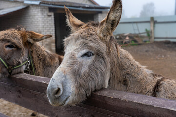 Donkeys behind fence in a zoo © Abinieks