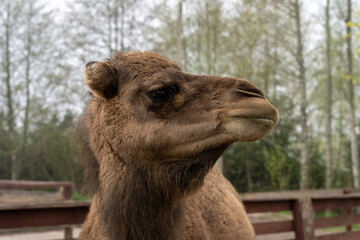 Dromedary (Camelus dromedarius) camel behind fence in zoo