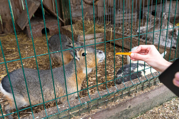 Patagonian mara (Dolichotis patagonum) eating carrot from hand behind metal fence