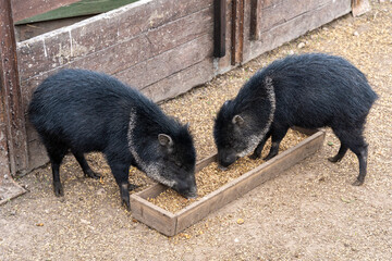Collared peccaries (Pecari tajacu) feeding on grain in a wooden trough at a farm enclosure