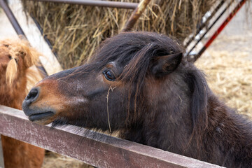 Black pony behind a wooden fence