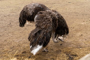 Common ostrich (Struthio camelus) bird in zoo