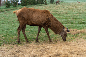 The red deer (Cervus elaphus) without antlers