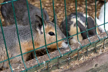Patagonian mara (Dolichotis patagonum) behind metal grid fence