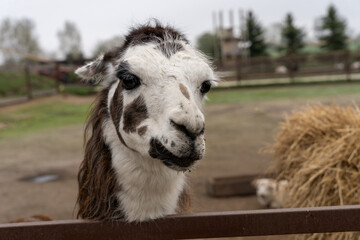 Portrait of llama behind a fence