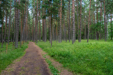 Peaceful forest trail surrounded by tall pine trees and lush green grass on a summer day
