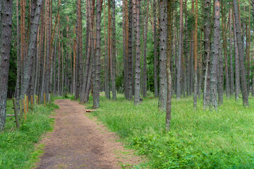 Peaceful forest trail surrounded by tall pine trees and lush green grass on a summer day