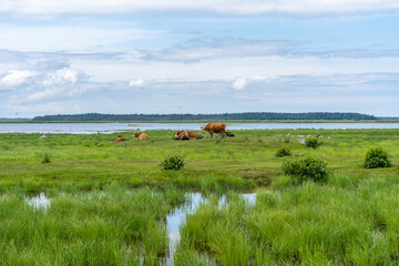 Herd of wild cows in green field in Engure Lake Nature Park, Latvia.