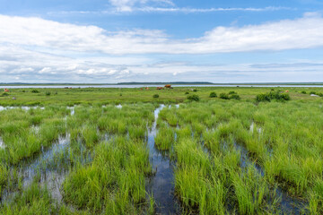 Wetland with herd of wild cows in background in Engure Lake Nature Park, Latvia.