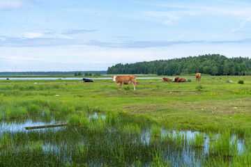 Herd of wild cows in green field in Engure Lake Nature Park, Latvia.