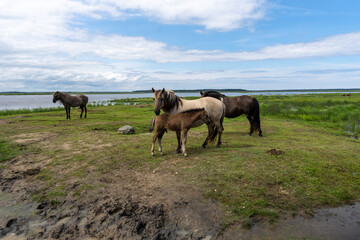 Family of wild konik polski or Polish primitive horses at Engure Lake Nature Park, Latvia
