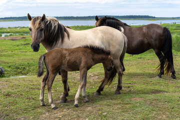 Family of wild konik polski or Polish primitive horses at Engure Lake Nature Park, Latvia