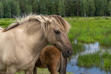 Portrait of female wild konik polski or Polish primitive horse at Engure Lake Nature Park, Latvia © Abinieks