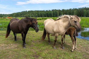 Family of wild konik polski or Polish primitive horses at Engure Lake Nature Park, Latvia © Abinieks