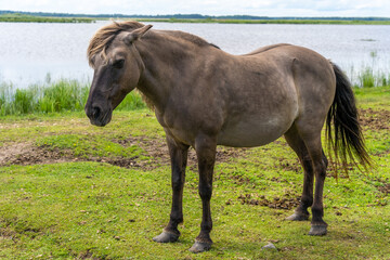 Female wild konik polski or Polish primitive horse at Engure Lake Nature Park, Latvia