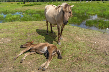 Mother and child of wild konik polski or Polish primitive horses at Engure Lake Nature Park, Latvia © Abinieks