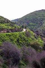 Irbid, Amman - The road to Birkat al-Arais - hiking in nature, among forests and trees 
