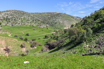 Irbid, Amman : Beautiful wadi in the road to Birkat al-Arais - Green grass, trees and fields (spring in Jordan)