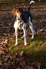 Treeing Walker Coonhound