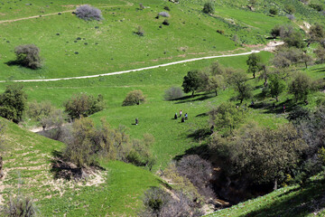 Irbid, Amman : Beautiful wadi in the road to Birkat al-Arais - Green grass, trees and fields (spring in Jordan)