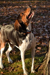 Treeing Walker Coonhound