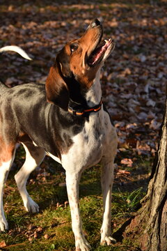 Treeing Walker Coonhound