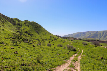Irbid, Amman - The road to Birkat al-Arais - hiking in nature, among forests and trees 