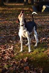 Treeing Walker Coonhound