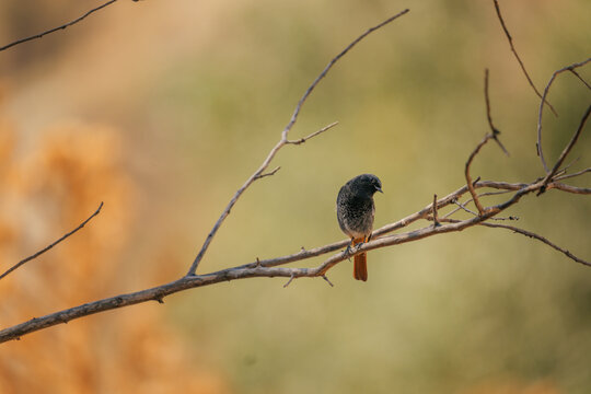 Black Redstart sittin on brench 