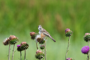 Finch gathering nesting materials